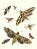 Brief history of insects by Dr. Sulzer, Pl. 19 - Johann Heinrich Sulzer — artwork view