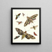 Brief history of insects by Dr. Sulzer, Pl. 19 - Johann Heinrich Sulzer — framed artwork on a wall