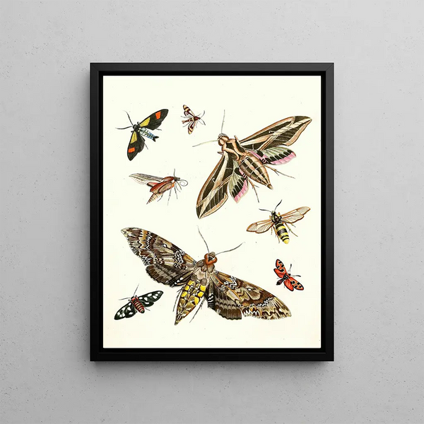 Brief history of insects by Dr. Sulzer, Pl. 19 - Johann Heinrich Sulzer — framed artwork on a wall