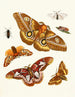 Brief history of insects by Dr. Sulzer, Pl. 20 - Johann Heinrich Sulzer — artwork view
