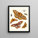 Brief history of insects by Dr. Sulzer, Pl. 20 - Johann Heinrich Sulzer — framed artwork on a wall