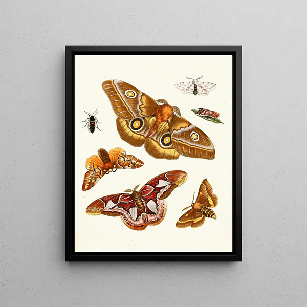 Brief history of insects by Dr. Sulzer, Pl. 20 - Johann Heinrich Sulzer — framed artwork on a wall