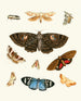 Brief history of insects by Dr. Sulzer, Pl. 21 - Johann Heinrich Sulzer — artwork view