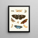 Brief history of insects by Dr. Sulzer, Pl. 21 - Johann Heinrich Sulzer — framed artwork on a wall