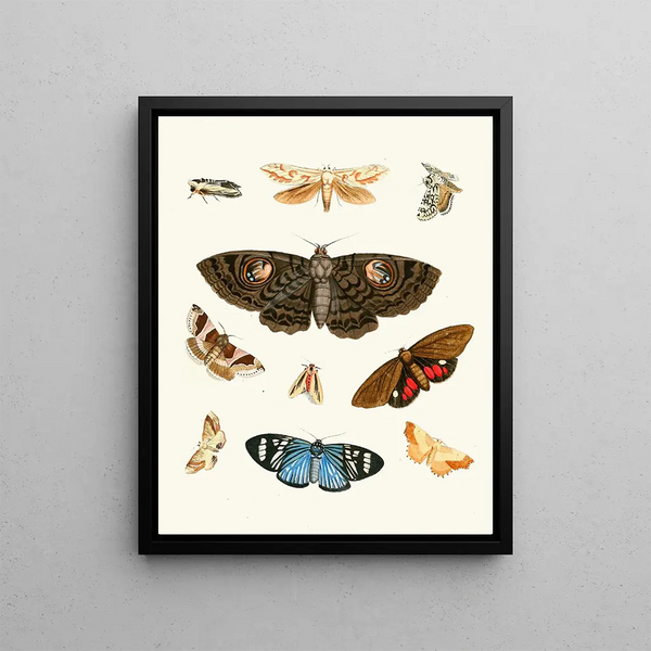 Brief history of insects by Dr. Sulzer, Pl. 21 - Johann Heinrich Sulzer — framed artwork on a wall