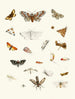 Brief history of insects by Dr. Sulzer, Pl. 22 - Johann Heinrich Sulzer — artwork view