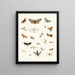 Brief history of insects by Dr. Sulzer, Pl. 22 - Johann Heinrich Sulzer — framed artwork on a wall