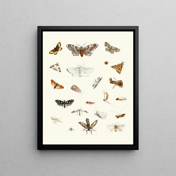 Brief history of insects by Dr. Sulzer, Pl. 22 - Johann Heinrich Sulzer — framed artwork on a wall