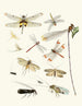 Brief history of insects by Dr. Sulzer, Pl. 23 - Johann Heinrich Sulzer — artwork view