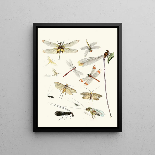 Brief history of insects by Dr. Sulzer, Pl. 23 - Johann Heinrich Sulzer — framed artwork on a wall