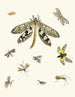 Brief history of insects by Dr. Sulzer, Pl. 24 - Johann Heinrich Sulzer — artwork view