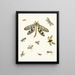 Brief history of insects by Dr. Sulzer, Pl. 24 - Johann Heinrich Sulzer — framed artwork on a wall