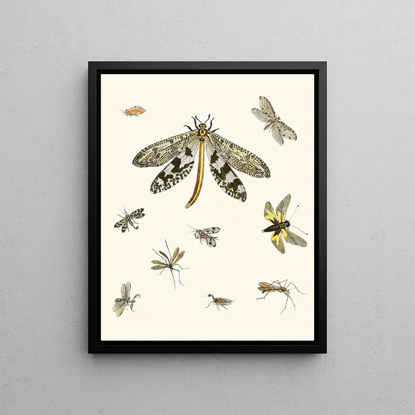 Brief history of insects by Dr. Sulzer, Pl. 24 - Johann Heinrich Sulzer — framed artwork on a wall