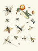 Brief history of insects by Dr. Sulzer, plate 25 - Johann Heinrich Sulzer — artwork view