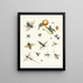 Brief history of insects by Dr. Sulzer, plate 25 - Johann Heinrich Sulzer — framed artwork on a wall