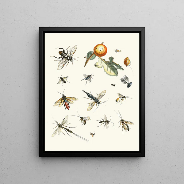 Brief history of insects by Dr. Sulzer, plate 25 - Johann Heinrich Sulzer — framed artwork on a wall