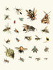 Brief history of insects by Dr. Sulzer, plate 26 - Johann Heinrich Sulzer — artwork view