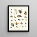 Brief history of insects by Dr. Sulzer, plate 26 - Johann Heinrich Sulzer — framed artwork on a wall