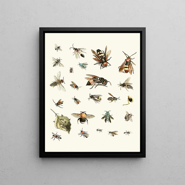 Brief history of insects by Dr. Sulzer, plate 26 - Johann Heinrich Sulzer — framed artwork on a wall