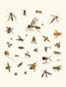 Brief history of insects by Dr. Sulzer, Pl. 27 - Johann Heinrich Sulzer — artwork view