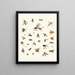 Brief history of insects by Dr. Sulzer, Pl. 27 - Johann Heinrich Sulzer — framed artwork on a wall