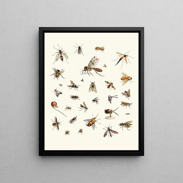 Brief history of insects by Dr. Sulzer, Pl. 27 - Johann Heinrich Sulzer — framed artwork on a wall