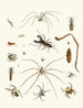 Brief history of insects by Dr. Sulzer, Pl. 28 - Johann Heinrich Sulzer — artwork view