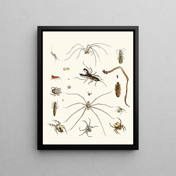 Brief history of insects by Dr. Sulzer, Pl. 28 - Johann Heinrich Sulzer — framed artwork on a wall