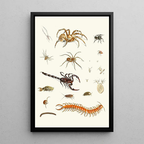 Brief history of insects by Dr. Sulzer Pl 29 - Johann Heinrich Sulzer — framed artwork on a wall