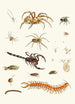 Brief history of insects by Dr. Sulzer Pl 29 - Johann Heinrich Sulzer — artwork view