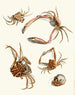 Brief history of insects by Dr. Sulzer, Pl. 30 - Johann Heinrich Sulzer — artwork view