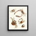 Brief history of insects by Dr. Sulzer, Pl. 30 - Johann Heinrich Sulzer — framed artwork on a wall