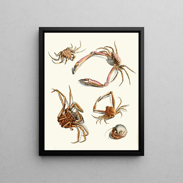Brief history of insects by Dr. Sulzer, Pl. 30 - Johann Heinrich Sulzer — framed artwork on a wall