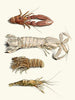 Brief history of insects by Dr. Sulzer, Pl. 31 - Johann Heinrich Sulzer — artwork view