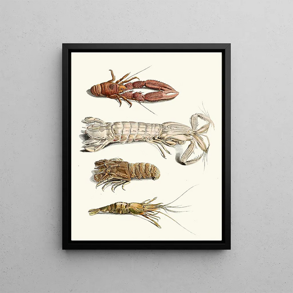 Brief history of insects by Dr. Sulzer, Pl. 31 - Johann Heinrich Sulzer — framed artwork on a wall