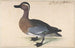 A male teal - Johann Jakob Walther — artwork view