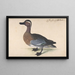 A male teal - Johann Jakob Walther — framed artwork on a wall