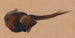 Study of a dead pheasant - Johann Matthias Ranftl — artwork view