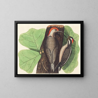 Le Pic à ventre rouge - Johann Michael Seligmann — framed artwork on a wall