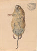 A Field Mouse Seen from Below - Johann Rudolph Schellenberg — artwork view