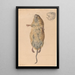 A Field Mouse Seen from Below - Johann Rudolph Schellenberg — framed artwork on a wall