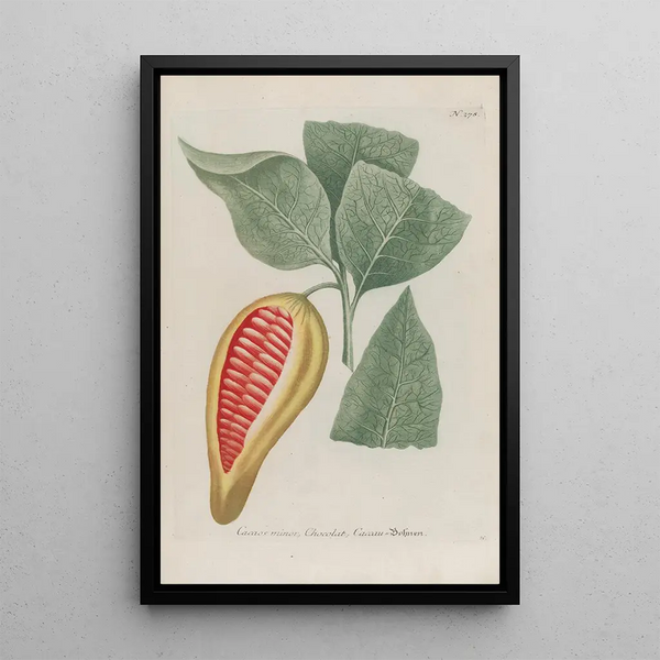 Phytanthoza iconographia Pl003 - Johann Wilhelm Weinmann — framed artwork on a wall