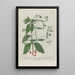 Phytanthoza iconographia Pl004 - Johann Wilhelm Weinmann — framed artwork on a wall