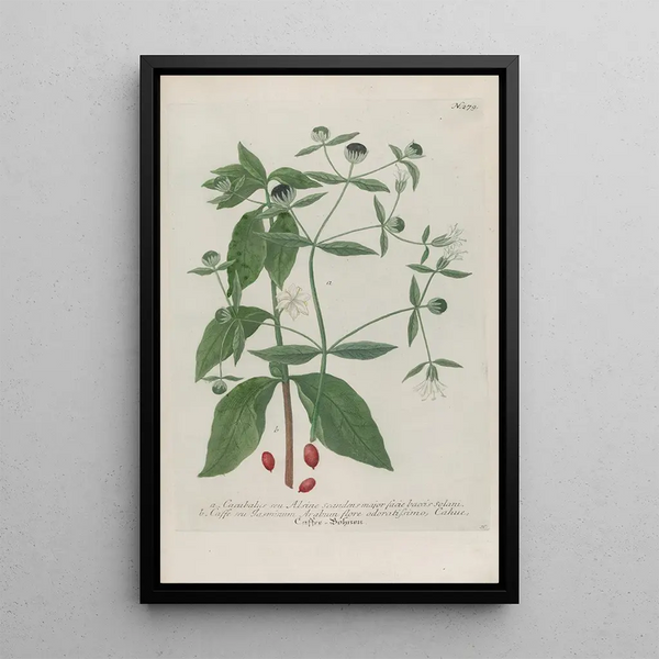 Phytanthoza iconographia Pl004 - Johann Wilhelm Weinmann — framed artwork on a wall