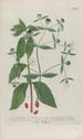 Phytanthoza iconographia Pl004 - Johann Wilhelm Weinmann — artwork view