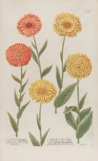 Johann Wilhelm Weinmann - Phytanthoza iconographia Pl006.webp