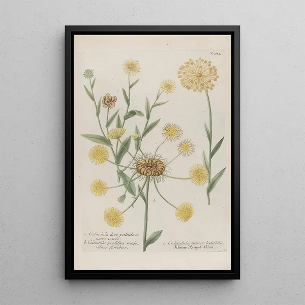 Phytanthoza iconographia Pl007 - Johann Wilhelm Weinmann — framed artwork on a wall