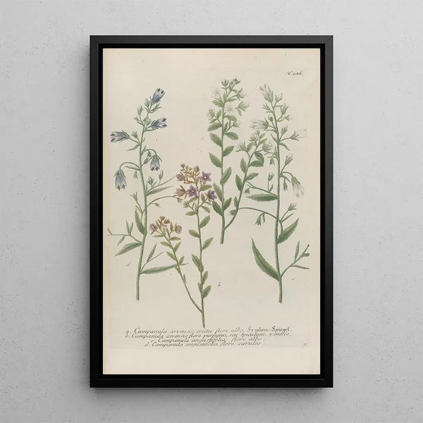 Phytanthoza iconographia Pl009 - Johann Wilhelm Weinmann — framed artwork on a wall