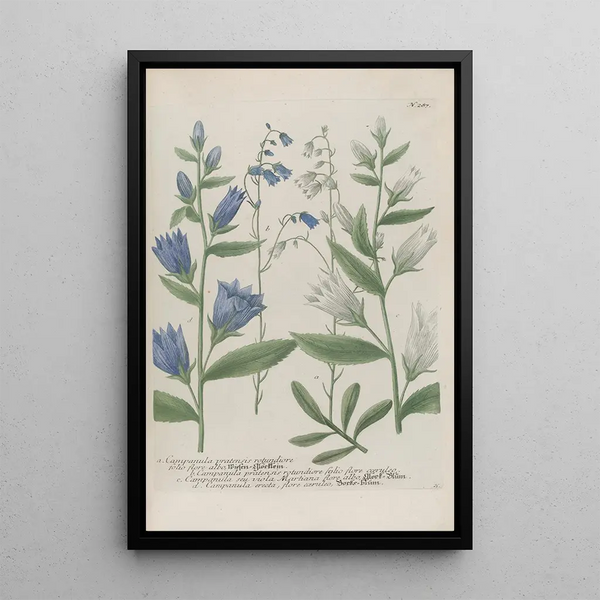 Phytanthoza iconographia Pl010 - Johann Wilhelm Weinmann — framed artwork on a wall