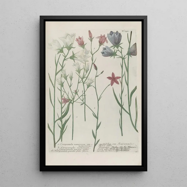 Phytanthoza iconographia Pl013 - Johann Wilhelm Weinmann — framed artwork on a wall